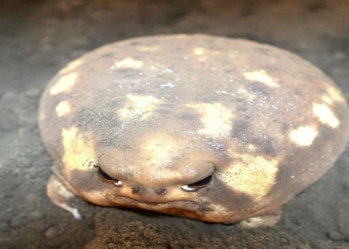 Fakta Menarik African Rain Frog, Katak yang Miliki Penampilan Unik