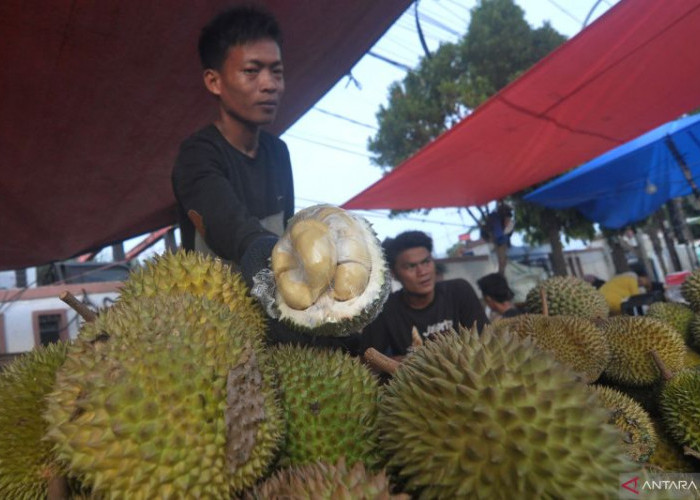 Bupati Kaur Dorong Jalan dan Jembatan ke Sentra Durian Premium demi Dongkrak Ekonomi Warga