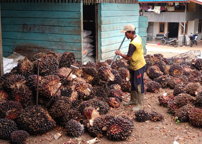 Petani Sawit Gigit Jari, Harga TBS Bengkulu Utara Anjlok Lagi di Bawah Standar Pemprov