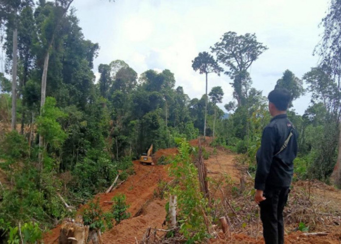 Dugaan Perambahan HPT di Mukomuko Disorot, Aktivis Desak Penegakan Hukum Adil dan Aktor Besar Ditindak