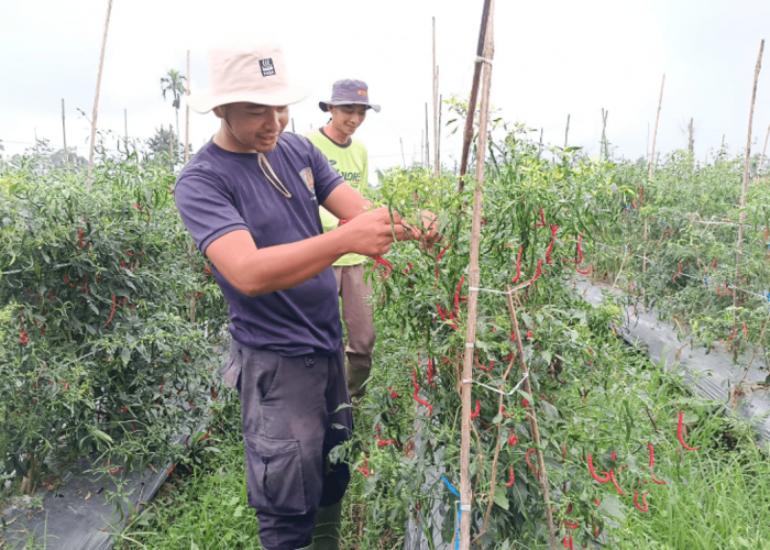 Jumlah Petani di Bengkulu Meningkat Menjadi 88.331 Orang, Alokasi Pupuk Subsidi Juga Mengalami Kenaikan