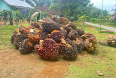 Harga TBS Sawit Mukomuko Awal 2026 Stagnan Rp2.860–Rp2.980