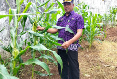 Lahan Pertanian Rutan Manna Digenjot, Jadi Program Ketahanan Pangan dan Pembinaan Warga Binaan