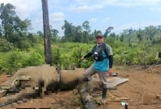 Induk dan Anak Gajah Sumatera Ditemukan Mati di Mukomuko, Ini Kronologinya