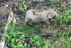 Drone Thermal Temukan 17 Gajah Liar di Seblat, Kabar Baik untuk Populasi Gajah Sumatera Bengkulu