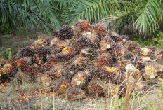 Harga Sawit Mukomuko Naik Lagi, 6 Pabrik Kompak Tambah Rp30 per Kg, TBS Tembus Rp2.980