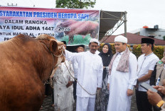 Pemprov Bengkulu Serahkan Sapi Kurban Presiden Berbobot 1,1 Ton di Masjid Al-Anshor