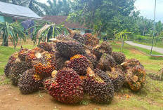 Harga TBS Sawit Mukomuko Turun Rp50 per Kg, Tertinggi Rp3.080