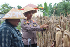 Polres Mukomuko Panen Raya Jagung, Dukung Ketahanan Pangan Nasional Bersama Presiden RI