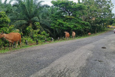 PAD Penertiban Ternak Liar di Kaur Tembus Rp37 Juta, Jauh Lampaui Target 2025