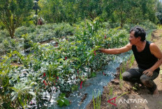 Rejang Lebong Awasi Ketat 12.912 Ton Pupuk Subsidi, Kios Jual di Atas HET Terancam Dicabut Izin