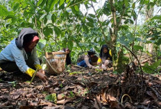 Kisah Ketahanan dari Batu Ampar, Inovasi Perempuan Alam Lestari Menjaga Kopi Tangguh Iklim