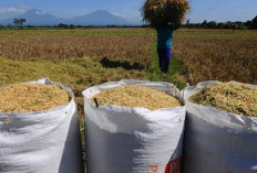 Harga Gabah Kering di Mukomuko Kembali Menguat, Tertinggi Capai Rp7.100 per Kilogram