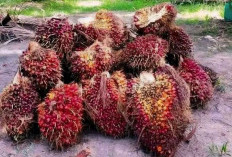 Harga TBS Sawit Mukomuko Masih Bertahan, Antrean di Pabrik Capai 3 Hari dan Rendemen Terancam Turun