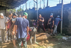 Semangat Kebersamaan Iduladha 1447 Hijriah, HKB Batang Kapas Pesisir Selatan Sembelih 3 Ekor Sapi Kurban