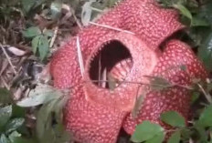 Rafflesia Arnoldii Mekar Sempurna di Rejang Lebong, Bengkulu Kembali Jadi Destinasi Wisata Alam Langka