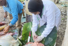 Daging Kurban Iduladha di Mukomuko Aman Dikonsumsi, Ini Penjelasan Dinas Pertanian