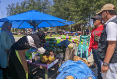 Harga Kelapa Dikeluhkan Wisatawan, Dispar Bengkulu Imbau Pedagang Pantai Jakat Patuhi HET