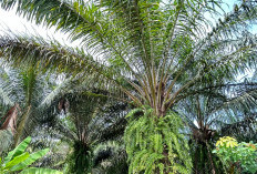 Harga TBS Sawit Mukomuko Naik Rp20 per Kg di Hari Ketiga Puasa 2026