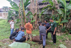 Iduladha 1447 Hijriah, Keluarga Besar RBMG Tebar Kepedulian Melalui Pemotongan Hewan Kurban