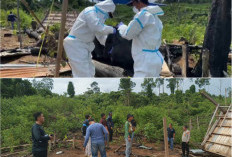 Kematian Induk dan Anak Gajah di Mukomuko: Tidak Ditemukan Tanda Kekerasan, Sampel Diuji Laboratorium