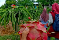 Saat Desa BRILiaN Menumbuhkan Mimpi Baru, Buah Naga Mengubah Wajah Sumber Mulya