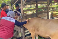 Antisipasi Penyakit Ngorok, Distan Mukomuko Siapkan 4.300 Dosis Vaksin SE Tahun 2026