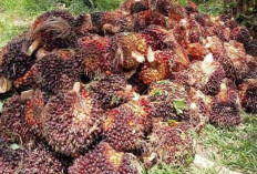 Harga TBS Sawit Mukomuko Jelang Lebaran di Bawah Harga Provinsi, Tertinggi Rp3.190 per Kg