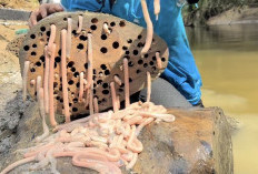 Tembiluk yang Viral Ternyata Punya Kandungan Gizi, Ini Manfaatnya