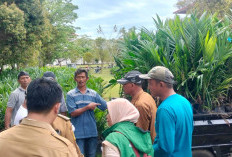 Pemkab Kaur Mulai Salurkan 20 Ribu Bibit Sawit Gratis, Simak Cara Dapatkan Bantuan