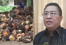 Pemprov Bengkulu Awasi Ketat Harga Sawit, PKS Masih Beli di Bawah Ketetapan