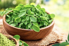 Kulit Kusam hingga Jerawat, Benarkah Daun Kelor Bisa Jadi Solusi?