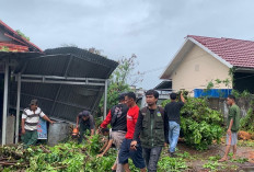 Hujan Deras Subuh, Pohon Mahoni Roboh Timpa Usaha Warga dan Tutup Jalan di Nusa Indah