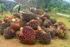 Harga TBS Sawit Mukomuko Naik hingga Rp40 per Kg, Ini Daftar Lengkapnya