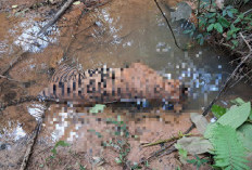 Harimau Sumatera Dilaporkan Mati di Mukomuko, BKSDA Kumpulkan Fakta Lapangan