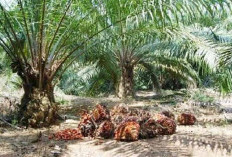 Harga TBS Sawit Mukomuko Tembus Rp3.180 per Kg, Lampaui Harga Provinsi Bengkulu