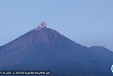 Semeru Kembali Erupsi, Kolom Abu Membumbung Hingga 600 Meter dari Puncak