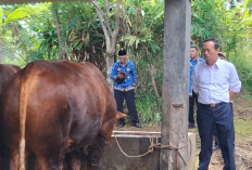 Sapi Kurban Presiden untuk Lebong Lolos Verifikasi, Bobotnya Capai 905 Kilogram