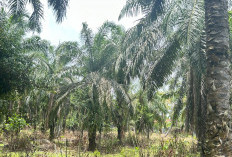 Harga TBS di Mukomuko Mulai Turun, Terendah Rp3.020 per Kg