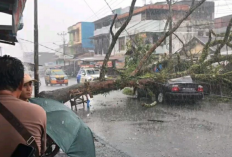 Pohon Akasia Tumbang di Pasar Atas Curup, Timpa Mobil hingga Ringsek