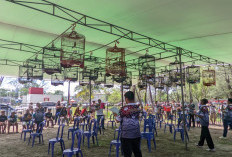 Heboh Murai Batu Rp1 Miliar, Pemkot Bengkulu Siapkan Arena Lomba Burung Permanen di Pantai Panjang