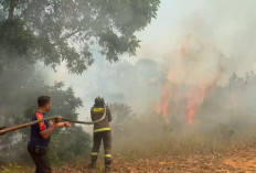125 Hektare Lahan Bengkulu Terbakar, Kaur Terparah dan Bengkulu Utara Paling Rawan