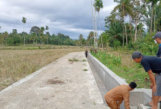 Didukung Irigasi Teknis, Lebih dari 2.000 Hektare Sawah di Mukomuko Bisa Tanam Padi Tiga Kali Setahun