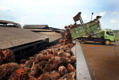 Harga Sawit Mukomuko Awal Mei 2026 Stagnan, Tertinggi Rp3.080 per Kg
