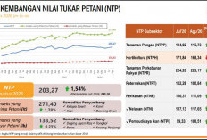 Harga Hasil Pertanian Bengkulu Naik 1,78 Persen, Hortikultura Malah Turun