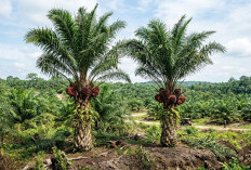 Harga Sawit Mukomuko Tak Bergerak, Petani Gagal Nikmati Kenaikan di Pekan Kedua Juni 2026
