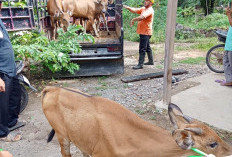Polemik Dana Desa Mekar Sari, Program Ayam Potong Jadi Sapi, BPD Lapor Kades ke Jaksa