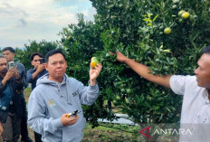 Petani Rejang Lebong Usul Jeruk Lokal Masuk Program MBG, Panen 18 Ton Siap Pasok Sekolah