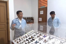 Museum Serangga Bengkulu Hadir di Unib, Simpan Ribuan Koleksi dan Spesies Endemik Dunia