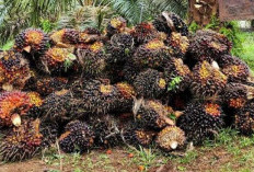 Harga Sawit Mukomuko Tembus Rp3.010 per Kg, Baru 2 Pabrik Berani Bayar di Atas Rp3 Ribu